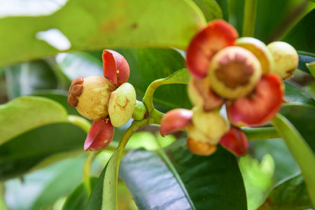 Close up soft fruit of mangosteen on the tree at orchard in Thailandの写真素材