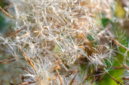 Background closeup grass seed float on the windの写真素材