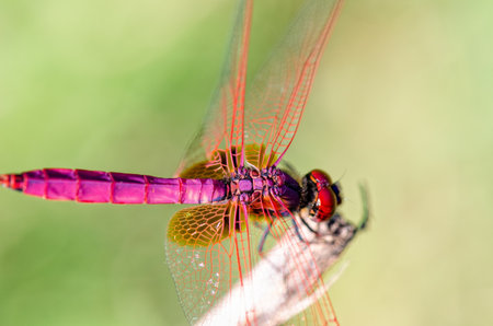 Trithemis Aurora or Crimson Marsh Glider ( male) Close up dragonfly red purple perched at the end of the branchesの写真素材
