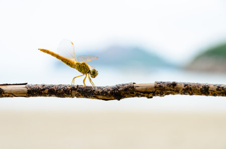 Pantala Flavescens, Globe Skimmer or Wandering Glider, Yellow dragonfly perched on a branch at the beachの写真素材