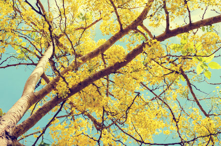 Vintage style, Hight up beautiful yellow flowers on tree of Purging Cassia or Ratchaphruek ( Cassis fistula ) national flower in Thailandの写真素材