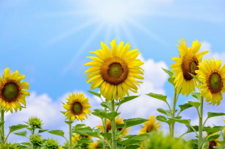 Many yellow flower of the Sunflower or Helianthus Annuus blooming under sunlight and the sun shines in the field on blue sky backgroundの写真素材