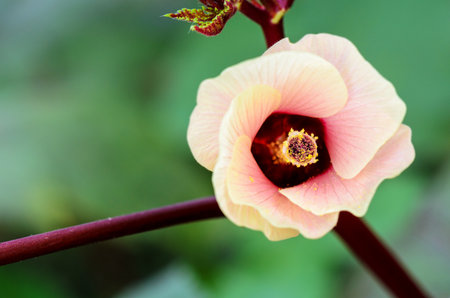 Closeup carpel and pink flower blossom on tree of Jamaica Sorrel or Hibiscus Sabdariffa in Thailandの写真素材