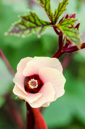 Pink flower blossom on tree of Jamaica Sorrel or Hibiscus sabdariffa in Thailandの写真素材