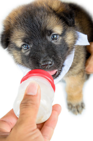 Baby of the dogs with black brown cute eating milk from a bottle in hand on white backgroundの写真素材