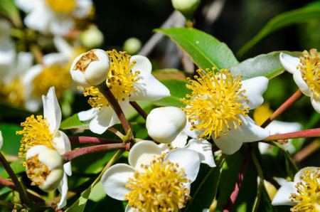 Group beautiful white flowers with yellow carpel on the tree of Calophyllum inophyllum or...
