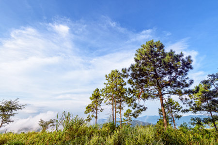 Khasiya pine or Pinus kesiya green trees and fog on blue sky background, beautiful natural landscape of mountain range in the winter at Phu Chi Fa Forest Park, Chiang Rai Province, Thailandの写真素材