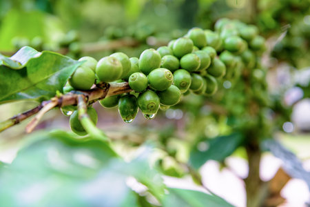 Group row green fruits of coffee berry on a tree and drops of water after rainの写真素材