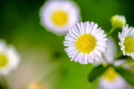 Closeup beautiful small flower with yellow pollen and white petal of Bellis Perennis, Common Daisy, Lawn Daisy, Woundwort, Bruisewort or English Daisyの写真素材