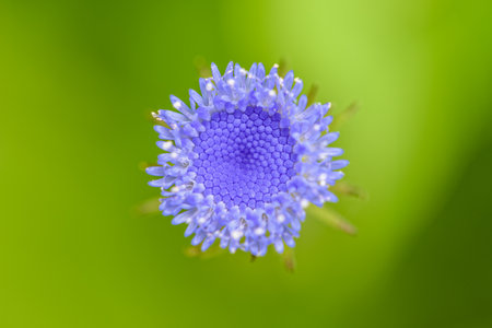Beautiful macro middle on top of a small bud flower with blue petals is blossom is a weed in the...