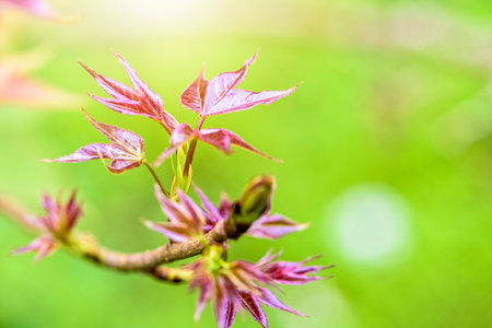 Red young leaves of Maple, Liquidambar formosana, Chinese sweet gum or Formosan gum with sunlight are blossoming in spring on green backgroundの写真素材