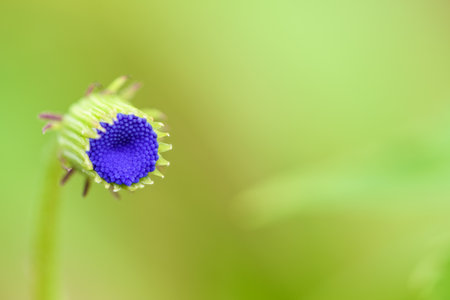 Beautiful closeup of mini bud flower with blue petals is a weed in the meadow on green blur...