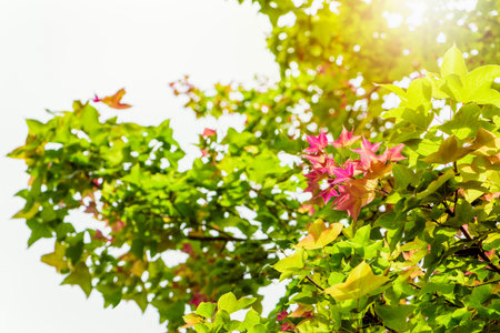 Red young leaves of Maple, Liquidambar formosana, Chinese sweet gum or Formosan gum on tree with sunlight are blossoming in spring background, Thailandの写真素材