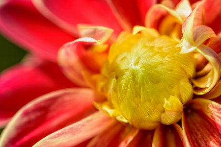 Close up of beautiful group of bright yellow petals middle red flower of Dahlia hybridの写真素材
