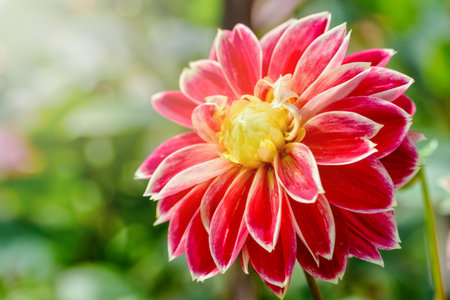 Beautiful red flower with yellow petal edges of Dahlia hybrid under the morning sunlight in the gardenの写真素材