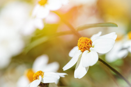 Beautiful white flowers under the evening sunlight of  Zinnia Angustifolia, Narrowleaf Zinnia or Classic Zinnia in the gardenの写真素材