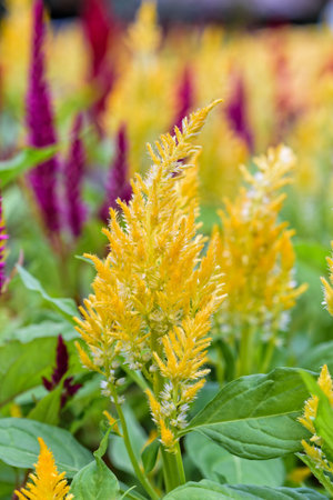 Beautiful yellow flower of Celosia Argentea, Cockscomb or Wool flower in the gardenの写真素材