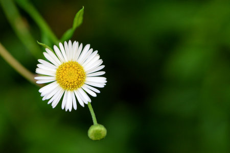 Closeup beautiful small flower with yellow pollen and white petal of Bellis Perennis, Common Daisy,...