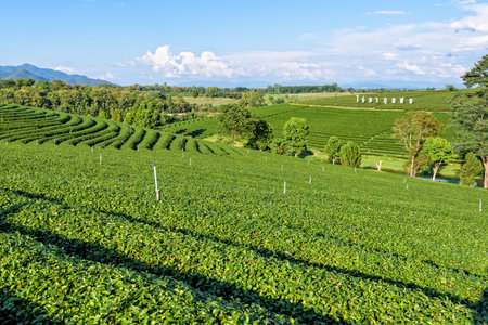 CHIANG RAI, THAILAND-OCT. 26 2016:  Beautiful natural landscape of sky and green tea on hill at Choui Fong Tea Plantation famous tourist attraction in Doi Mae Salong mountain, OCT. 26 2016 in Thailandのeditorial素材