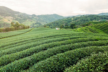 Beautiful natural landscape of green tea plantation in the mountains under the evening sunlight on Doi Mae Salong, Chiang Rai is a famous tourist destination in northern Thailand.の写真素材