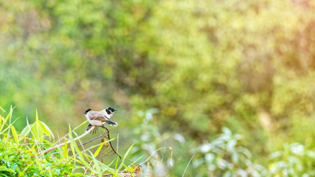 Birds name Pycnonotus Aurigaster or Sooty-headed bulbul and its family are waiting for morning light on the branches with green leaves bokeh and sunlight backgroundの写真素材