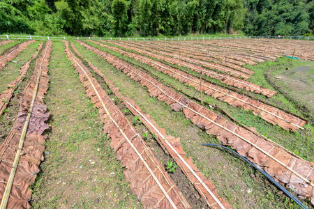 Plots for planting and the seedlings of the strawberry at plantation in Thailandの写真素材