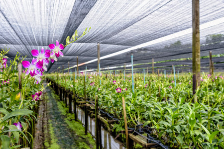 Pink flower bouquet on the stem of Dendrobium orchid in the greenhouse. The orchid farm is an agricultural industry in Thailand.の写真素材