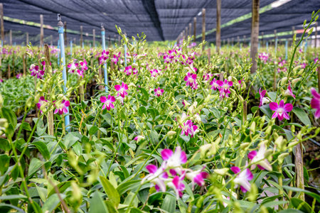 Pink flower bouquet on the stem of Dendrobium orchid in the greenhouse. The orchid farm is an agricultural industry in Thailand.の写真素材