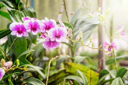 Beautiful pink and white flower bouquet with sunlight of dendrobium orchids hybrids on the tree in the orchid plantation area in Thailandの写真素材