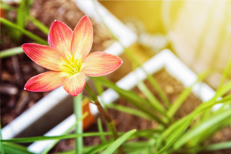Beautiful yellow pollen and pink flower with sunlight of Zephyranthes Rosea in the white potの写真素材