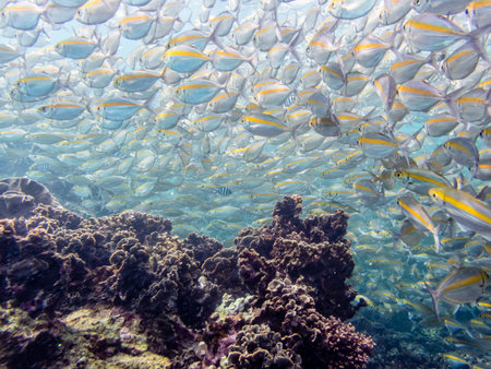 Underwater photos group of Goldband Fusilier or Pterocaesio Chrysozona is a sea fish herd with a bright yellow stripe beautiful swimming above the coral reefs at Koh Nang Yuan island in Thailandの写真素材