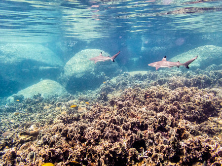 Underwater photos group of Blacktip Reef Shark or Carcharhinus Melanopterus is a sea fish with a black tips on its fins swimming above the coral reef at Ko Tao island in Thailandの写真素材