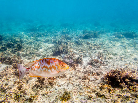 Underwater photos of Vermiculated Spinefoot or Siganus Vermiculatus is a beautiful sea fish swimming above the coral reefs at Koh Nang Yuan island in Thailandの写真素材