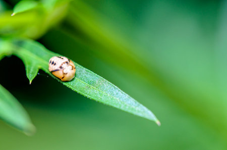 Close-up small insect shapes look quaint sleeping on a green leafの写真素材