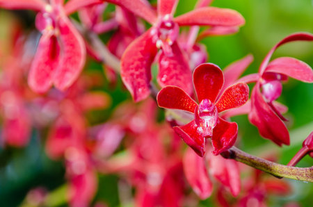 Close-up of red flowers is a beautiful nature of Renanopsis Lena Rowold or Rhynchostylis Orchid on the branch of treeの写真素材
