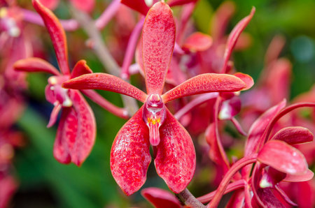 Close-up of red flowers is a beautiful nature of Renanopsis Lena Rowold or Rhynchostylis Orchid on the branch of treeの写真素材