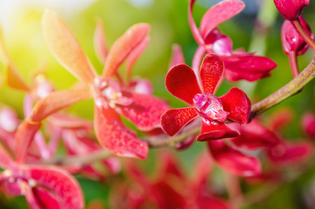 Close-up of red flowers and sunlight is a beautiful nature of Renanopsis Lena Rowold or Rhynchostylis Orchid on the branch of treeの写真素材