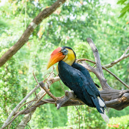 Wrinkled Hornbill, Sunda Wrinkled Hornbill or Aceros Corrugatus. It is a large bird with black feathers and the neck is bright yellow, red casque on top of its bill are perch on tree in Thailandの写真素材