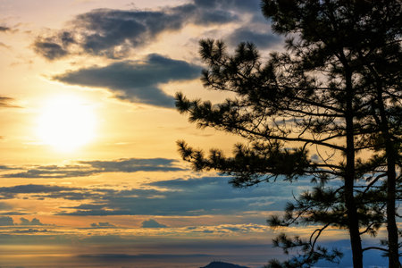 Beautiful nature landscape of silhouette the Kesiya tree and the sun on golden sky background during sunriseの写真素材