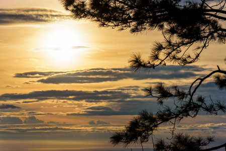Beautiful nature landscape of silhouette the Kesiya tree and the sun on golden sky background during sunriseの写真素材