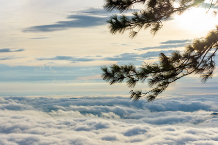 Beautiful nature landscape of silhouette the pine (Kesiya) tree cloud and fog like the sea is covered peak in winter morning during sunrise at Phu Ruea National Park, Loei province, Thailandの写真素材