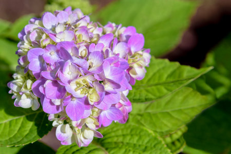 Beautiful close-up of purple or pink and white Hortensia group or Hydrangea macrophylla flower on the treeの写真素材