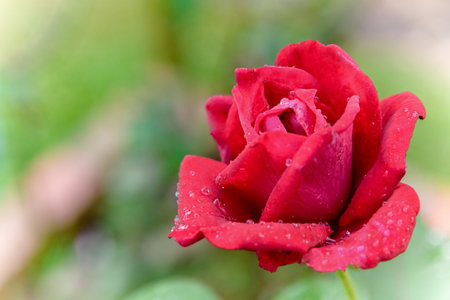 Close-up red rose blooming on the branch in the flower garden for backgroundの写真素材
