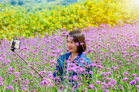 Woman tourist are taking selfie with smartphone in purple flower field of Verbena Bonariensis or Purpletop Vervain under the sunlight at Khao Kho, Phetchabun, Thailandの写真素材