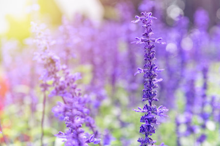 Purple or blue flowers beautiful nature of Salvia Farinacea or Mealy Cup Sage in the flower garden under the evening sunlightの写真素材