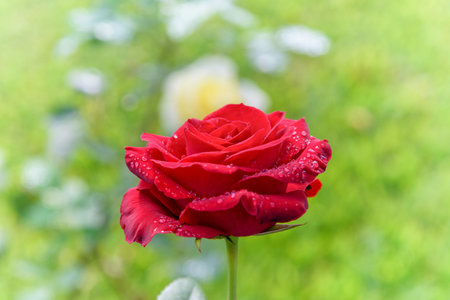 Beautiful nature of the flower garden, close-up red rose blooming on the branch under the bright sunlight and the green garden is the backgroundの写真素材