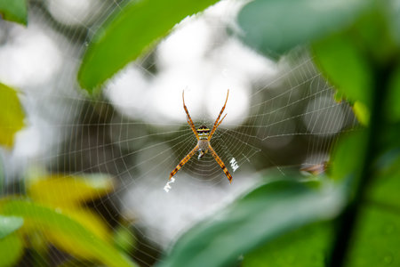 Female of Argiope Keyserlingi or St. Andrew's Cross Spider is a common species of orb-web spider are catching prey on the web in the forest of Thailandの写真素材