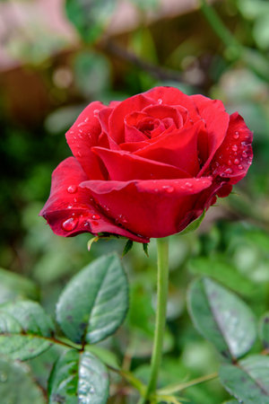 Close-up red rose blooming on the branch in the flower garden for backgroundの写真素材