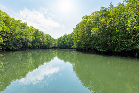 Beautiful nature landscape of mangrove forest at Phante Melaka Canal under the sunlight in summer. Water travel route to Crocodile Cave at Tarutao National Park, Satun, Thailandの写真素材