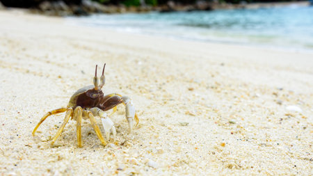 Beautiful nature of wildlife, Close-up of Wind Crab, Ghost Crab or Ocypode on the sand in summer at the beach near the sea in Koh Lipe island, of Tarutao National Park, Satun, Thailandの写真素材